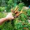 2022 carrots.jpg