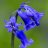 bluebell